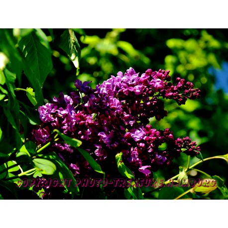 Aufblühender Flieder im Mai.