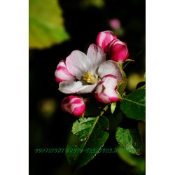 Apfelblüte und Blütenknospen.