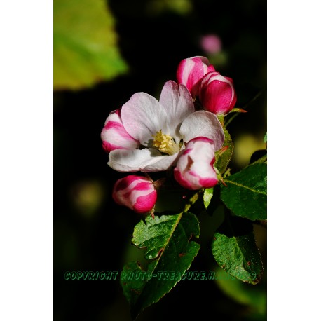 Apfelblüte und Blütenknospen.