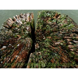 Kopfstruktur eines Holzpfahls auf Sylt.