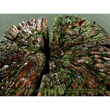 Kopfstruktur eines Holzpfahls auf Sylt.