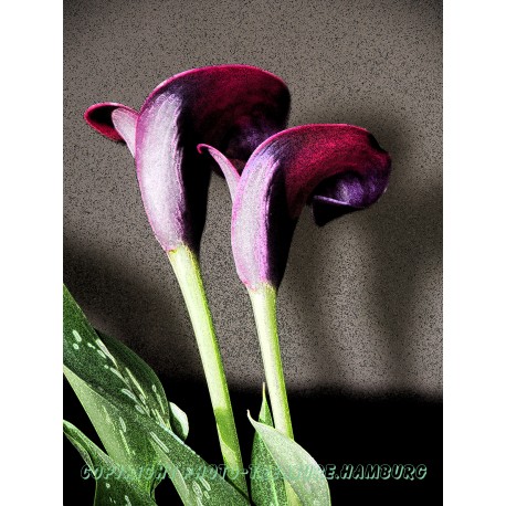 Calla.