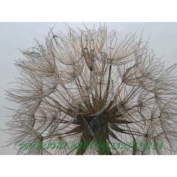 Samenkugel, Kunstbild.