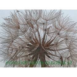 Samenkugel, Kunstbild 2.