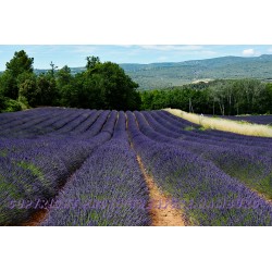 Lavendelfeld in Rousillion.