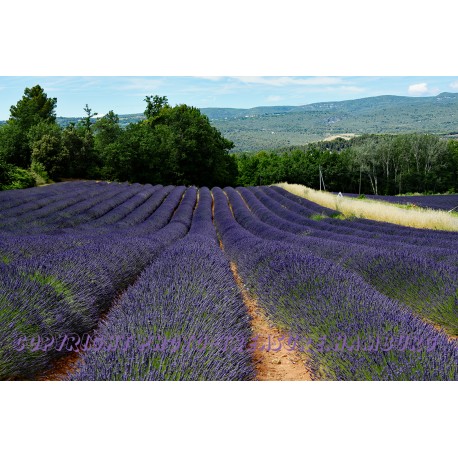 Lavendelfeld in Rousillion.