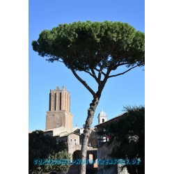 Blick auf den Torre dell Milizie, Rom.
