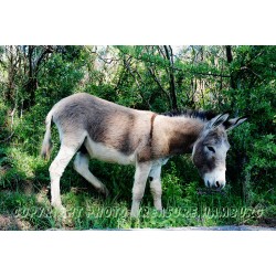 Sizilianischer Esel.