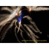Feuerwerk 9