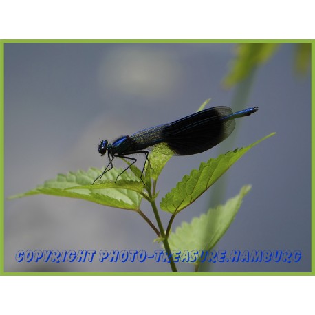 Blauflügel-Prachtlibelle.