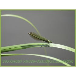 Blauflügel-Prachtlibelle.