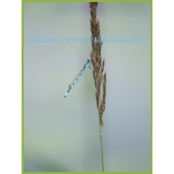 Hufeisenazurjungfer.