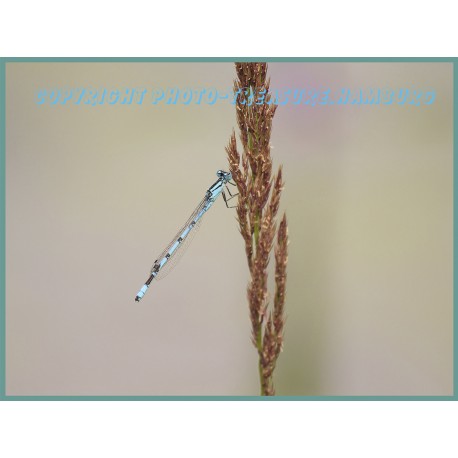 Hufeisenazurjungfer.