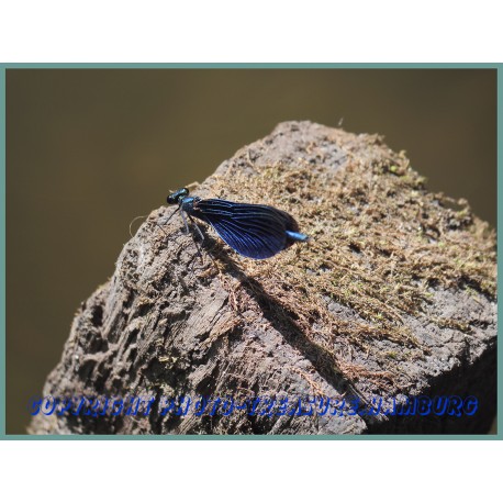 Blauflügel-Prachtlibelle 2.