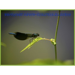 Blauflügel-Prachtlibelle 3.