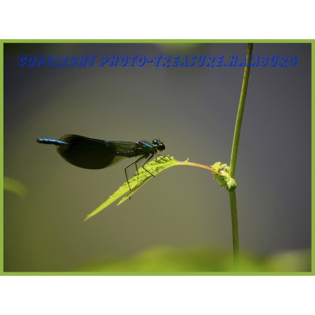 Blauflügel-Prachtlibelle 3.