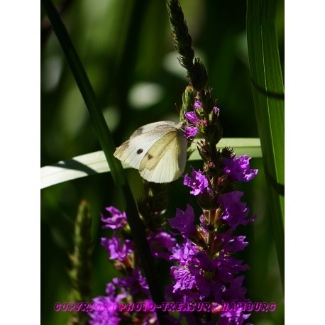 Kohlweißling im Profil.