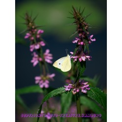 Kohlweißling im Profil 2.