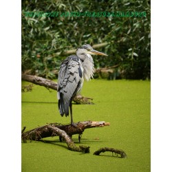 Ruhender Graureiher 1.