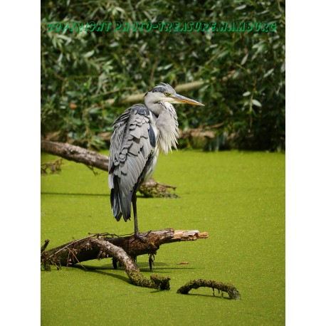 Ruhender Graureiher 1.