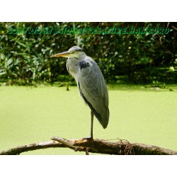 Ruhender Graureiher 2.