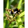 Erdhummel.