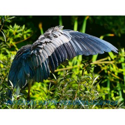 Graureiher 5, Kunstbild.