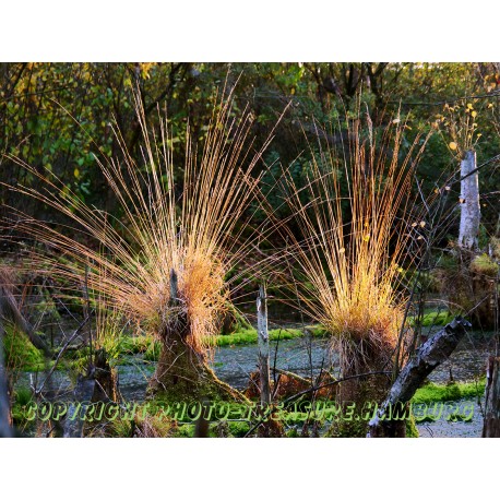 Im Hochmoor von Tist 1.