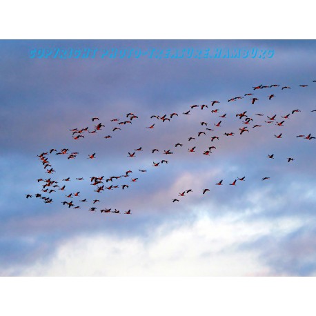 Kraniche im Tister Bauernmoor.