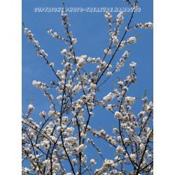 Japanische Kirschblüte.