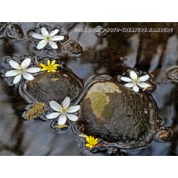 Vom Wind verweht ...