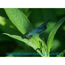 Blauflügel Prachtlibelle.