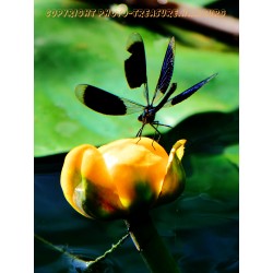 Blauflügel Prachtlibelle.