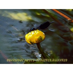 Blauflügel Prachtlibelle.