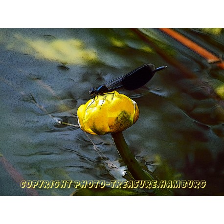 Blauflügel Prachtlibelle.