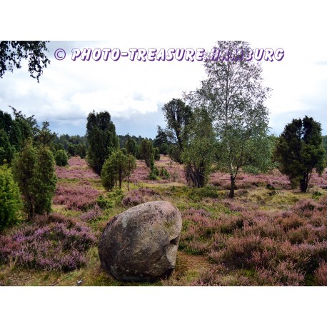 Spätsommer in der Lüneburger Heide.