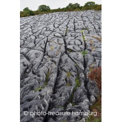 Karstlandschaft im Burren Nationalpark.