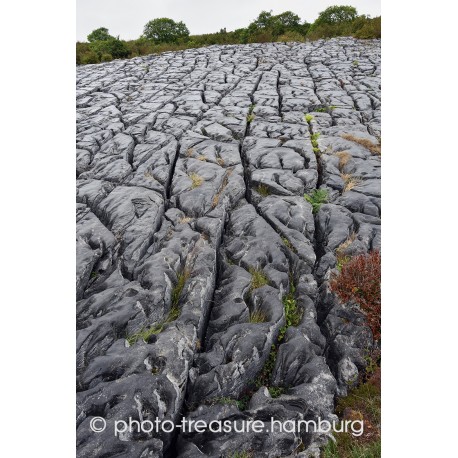 Karstlandschaft im Burren Nationalpark.