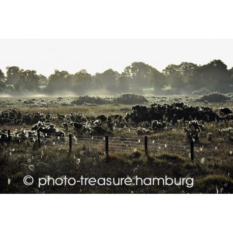 Morgennebel mit Gegenlicht.