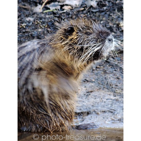 Junges Nutria.