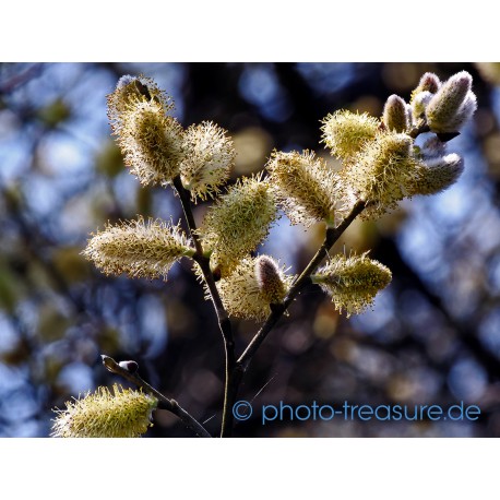 Weidenkätzchen.