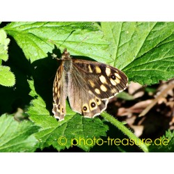 Tagfalter "Waldbrettspiel".