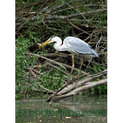 Erfolgreicher Fischreiher.