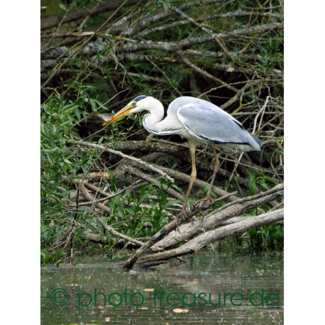 Erfolgreicher Fischreiher.