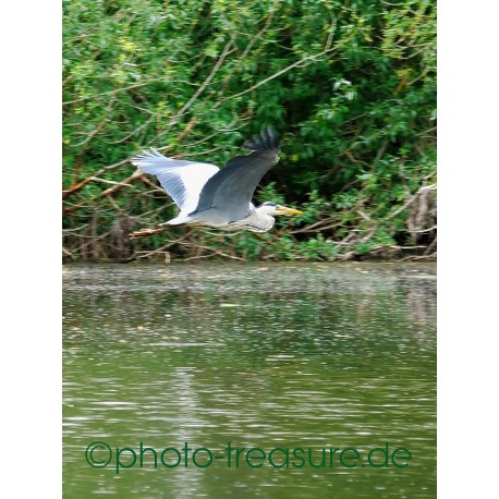 Fischreiher im Flug.