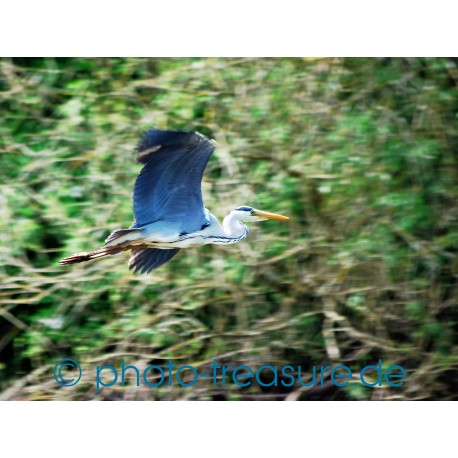 Fischreiher im Flug.