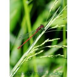 Frühe Adonislibelle.