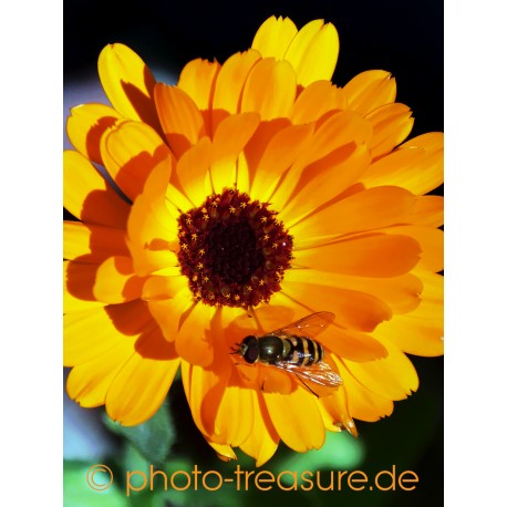 Calendulablüte