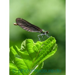 Weibchen der Blauflügelprachtlibelle.