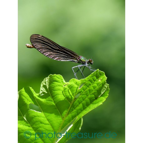 Weibchen der Blauflügelprachtlibelle.